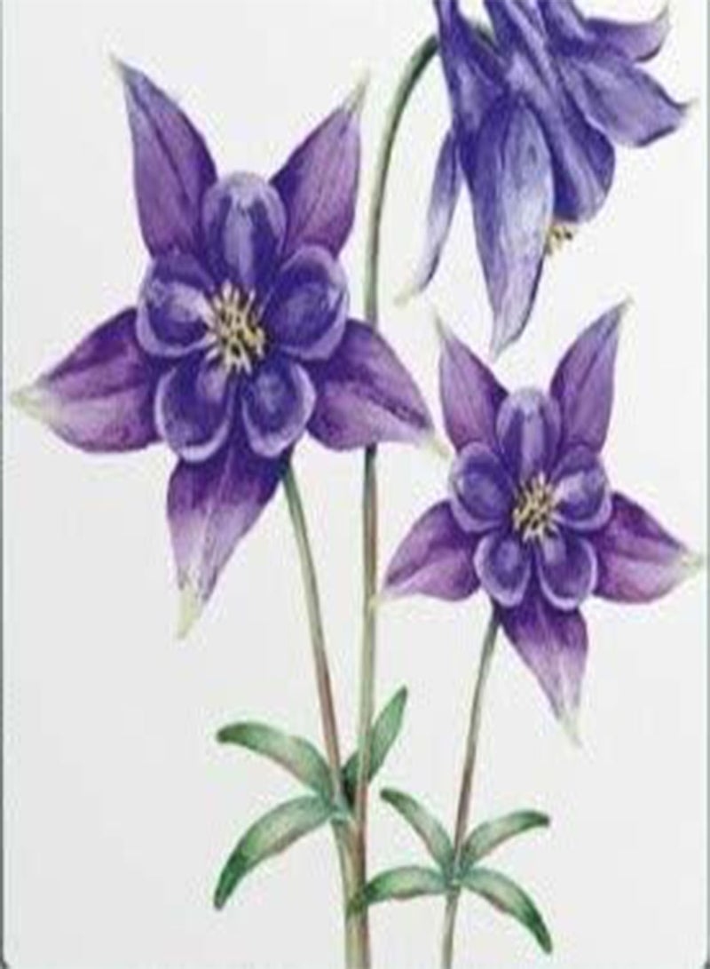 جي جوت بذور أكويلجيا ألبينا