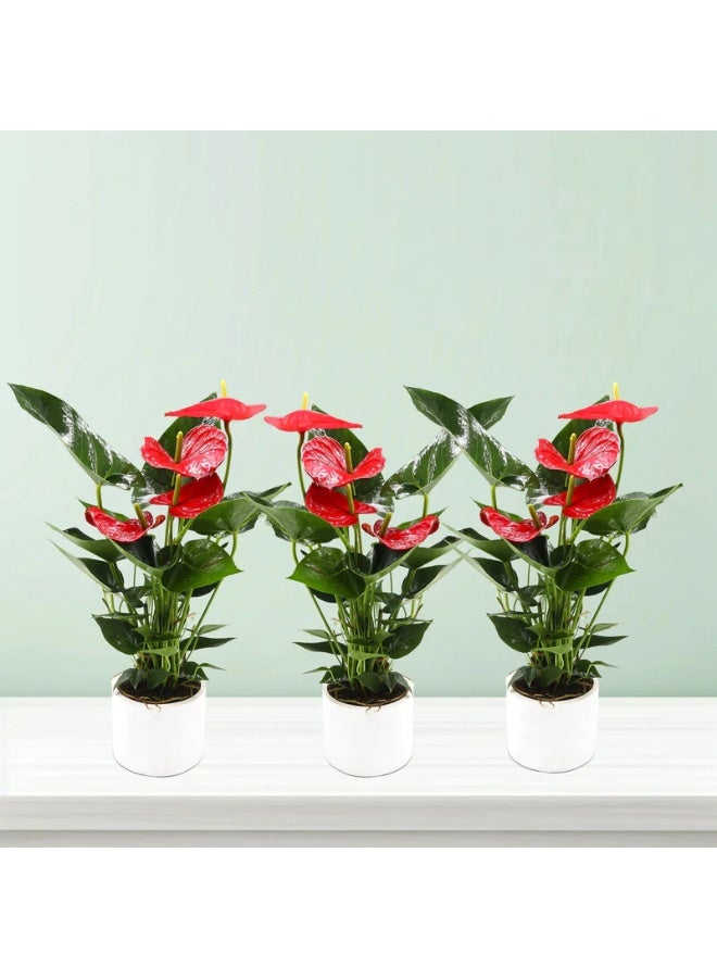 Blossoming Beauty Anthurium Bundle in Elegant White Ceramic Pots  Live Indoor Flowering Plant Set for Home & Office Décor Perfect Gift Plant with Long Lasting Red Blooms