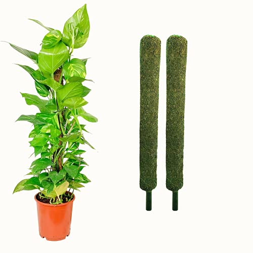 Leafy Tales Plant Support Moss Stick- Green Grass Pole for Plants Support, Support Stick for Money Plant, Climbing Indoor Plants(2 ft, Set of 2) - Image 1