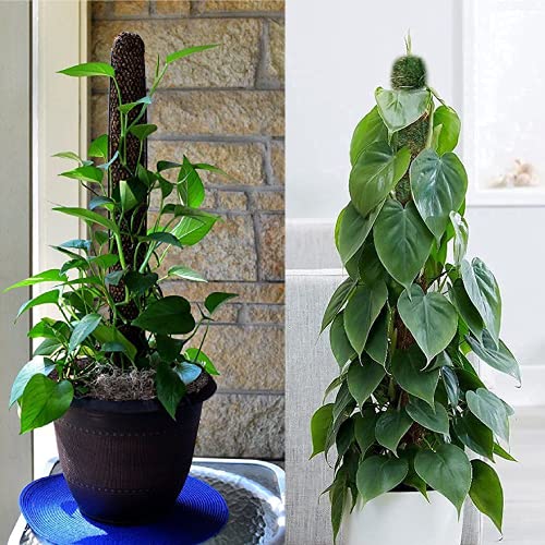 Leafy Tales Plant Support Moss Stick- Green Grass Pole for Plants Support, Support Stick for Money Plant, Climbing Indoor Plants(2 ft, Set of 2) - Image 4