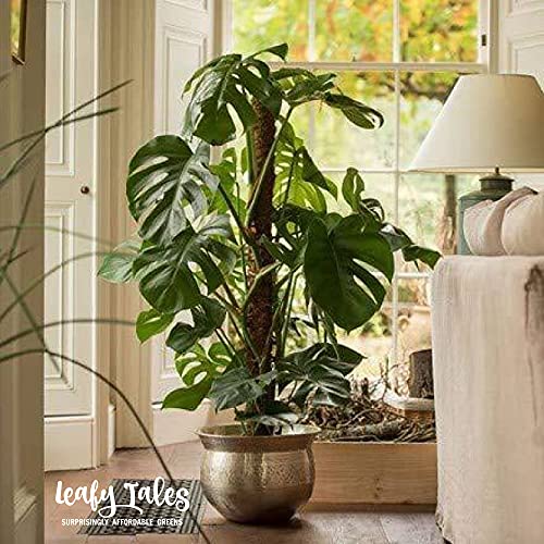 Leafy Tales Plant Support Moss Stick- Green Grass Pole for Plants Support, Support Stick for Money Plant, Climbing Indoor Plants(2 ft, Set of 2) - Image 5