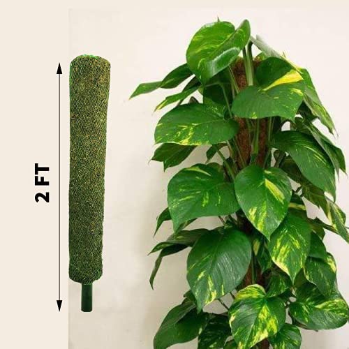 Leafy Tales Plant Support Moss Stick- Green Grass Pole for Plants Support, Support Stick for Money Plant, Climbing Indoor Plants(2 ft, Set of 2) - Image 3