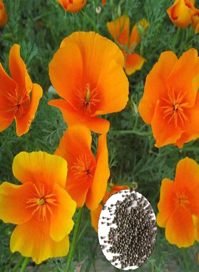 GGOOT 200Pcs/Bag Grass Seeds Natural Prolific Special Landscaping Grass Seeds - Image 1