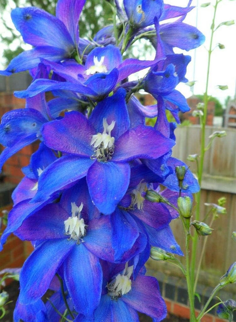 جي جوت 50 بذرة من زهرة الدلفينيوم الزرقاء الفراشية - Image 3