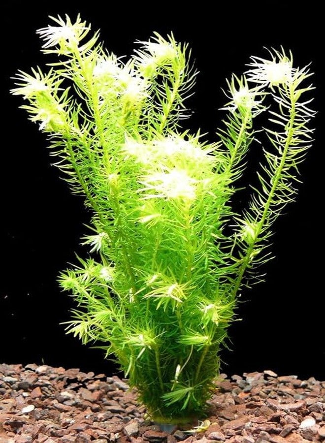 Hornwort aquarium plant ceratophyllum demersum foxtail (Pack of 14) - Image 1