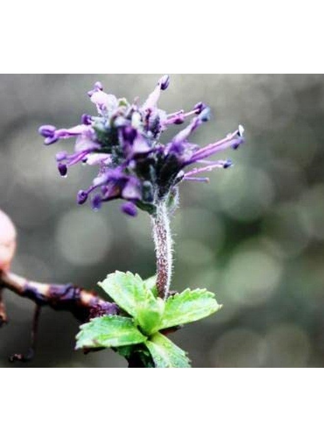 SAARA Kadugu Rohini | Kutki Root | Katuka Rohini | Picrorhiza Kurroa | Kuru | Katuka, 50g - Image 4