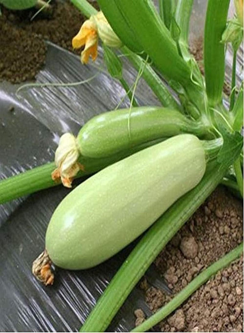 جي جوت 30 قطعة من الكوسة Samen Weinpflanzen Klettergemüse Einfach zu pflanzen wartungsarm Starke Anpassungsfähigkeit viel Spaß beim Ernten - Image 1