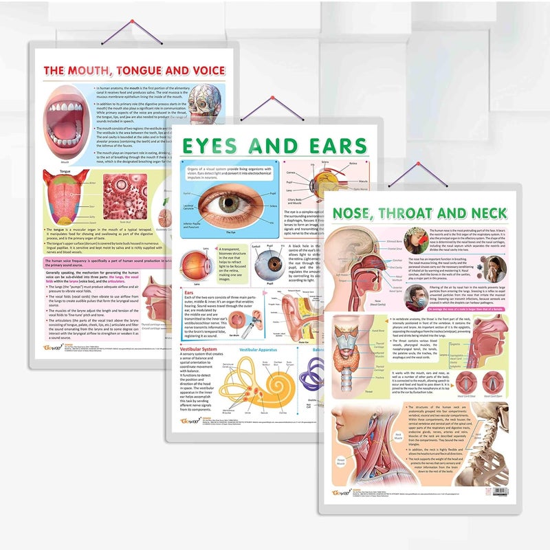 GoWoo COMBO OF 3 ANATOMY CHARTS - Image 1