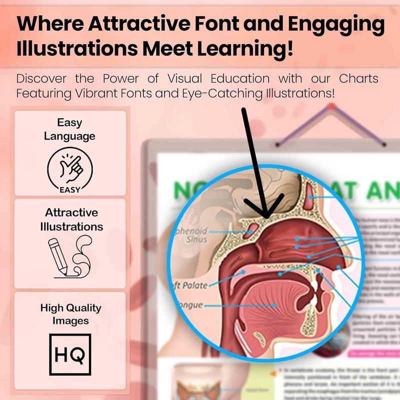 GoWoo COMBO OF 3 ANATOMY CHARTS - Image 5