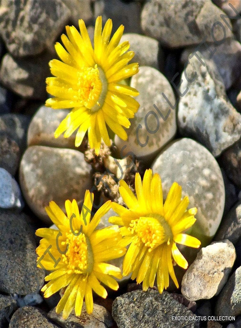 GGOOT Rare Lithops Hermetica Mesembs (PKD) Exotic Succulent Living Stones Cactus 50 Seeds