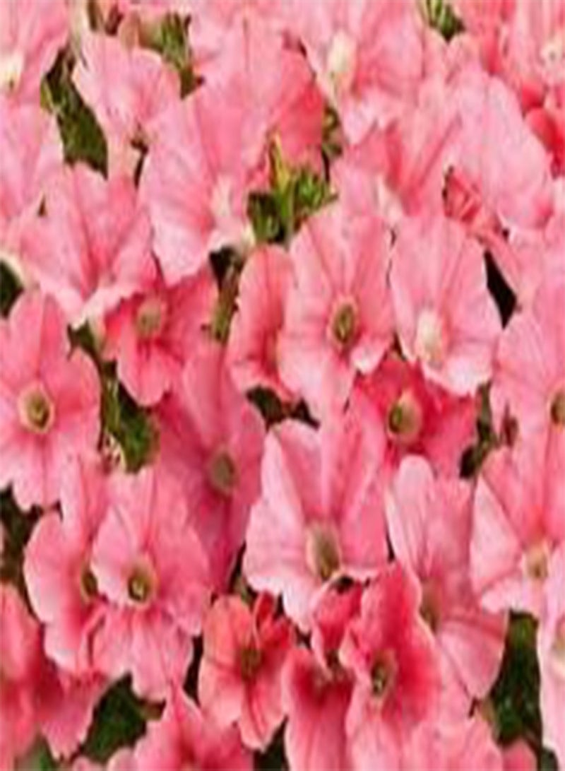 GGOOT 200 Seeds Petunia Nana compacta Salmon Coral+4" Free Reusable Plant Label - NPWS