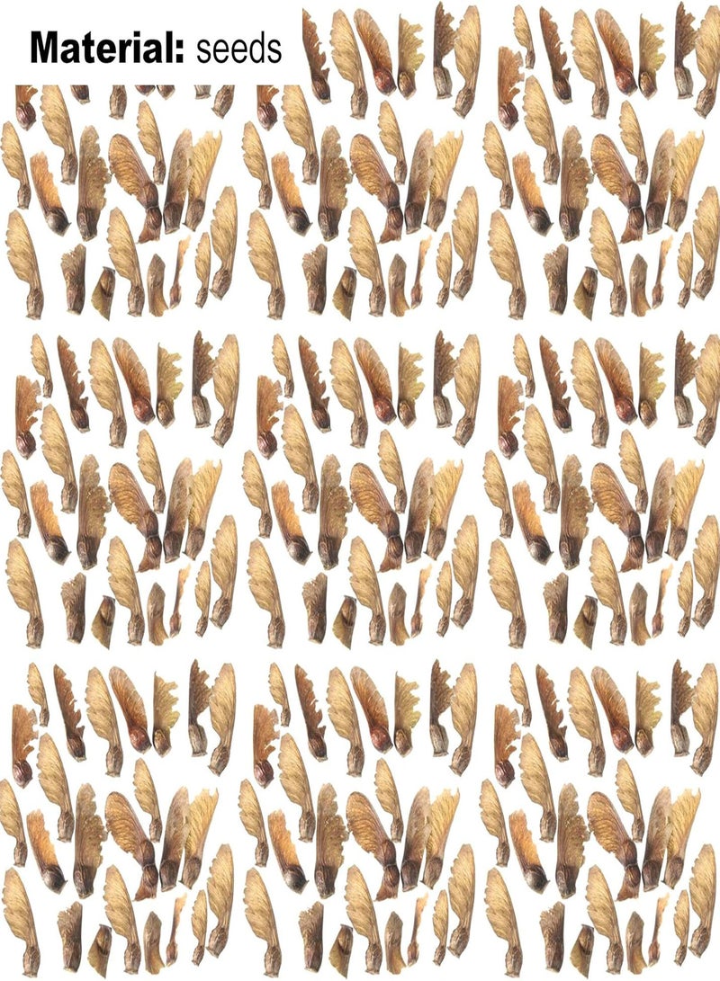 GGOOT 100Pcs/Bag Maple Seeds, Ornamental Easy Survive Bonsai Planting Decorative Maple Seeds for Pot 9 - Image 2