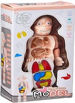 OR Human body model 