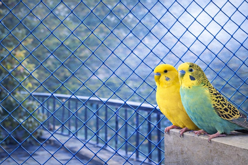 SR TRENDS Bird & Pigeon Safety Net for Balcony | Nylon Protection| 12Ply | (Blue, 20 x 30 FT) - Image 1