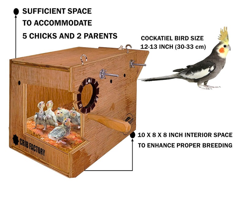 CRIB FACTORY Perfect Breeding Box for Cockatiel Birds | HIGH-QULTY Plywood | 12X10X10 INCH | Designed for Cockatiel with one Tray (Without Tray) - Image 4