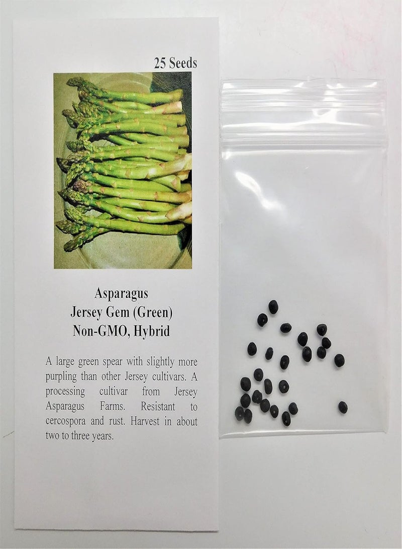 GGOOT Asparagus Jersey Gem (Green) 25 Non-GMO, Hybrid Seeds - Image 2