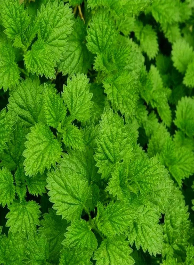 GGOOT Peppermint Seeds-Perennial Herb Seeds Delicious Spice Vigorous Outdoor Seeds UK Collection Gift Seeds - Image 1