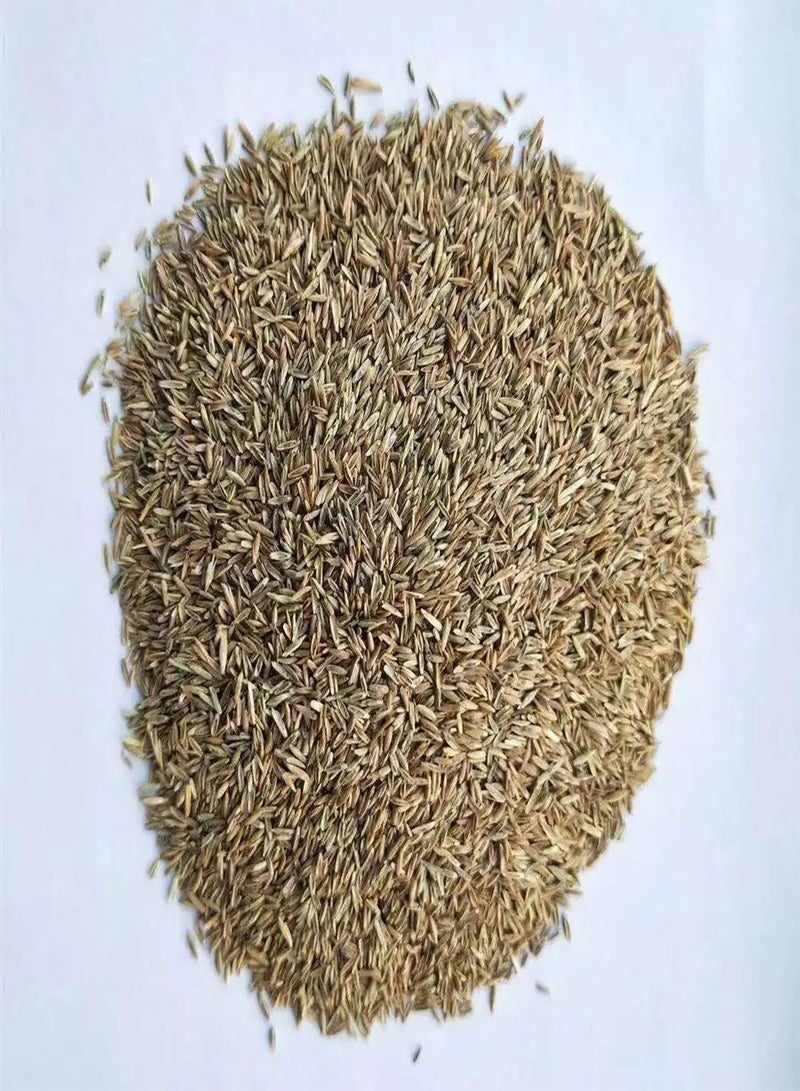 GGOOT Lawn Seeds Will Bring Your Garden and Yard to Life and are Suitable for Lawn Restoration, They Will Grow in a Short time of just a Few Weeks (10LB) - Image 4