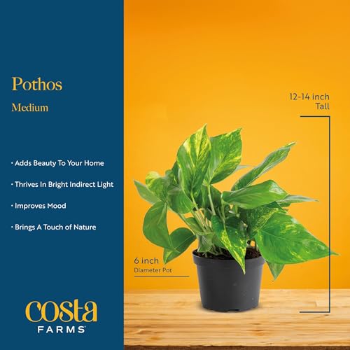 Costa Farms Silver Streak Pothos Live Plant in Self Watering Pot, Air Purifying Indoor Houseplant, Perfect for Home, Room, or Office Decor, Great House Warming or Birthday Gift, 10-16 Inches Tall - Image 4