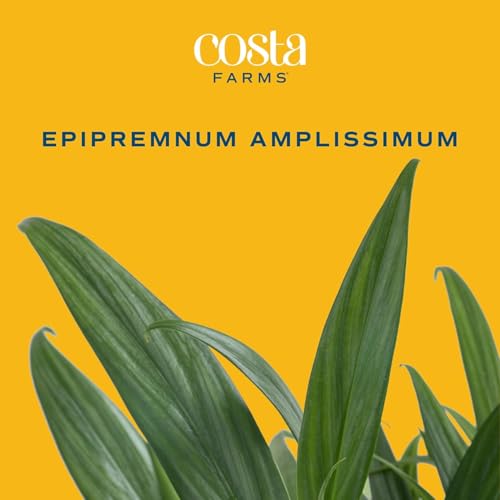 Costa Farms Silver Streak Pothos Live Plant in Self Watering Pot, Air Purifying Indoor Houseplant, Perfect for Home, Room, or Office Decor, Great House Warming or Birthday Gift, 10-16 Inches Tall - Image 3