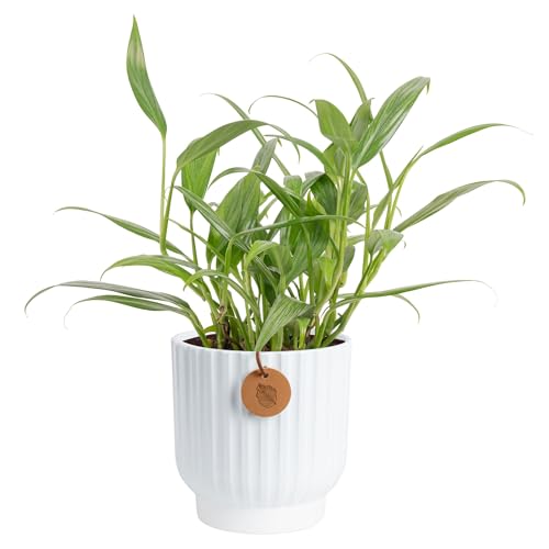 Costa Farms Silver Streak Pothos Live Plant in Self Watering Pot, Air Purifying Indoor Houseplant, Perfect for Home, Room, or Office Decor, Great House Warming or Birthday Gift, 10-16 Inches Tall - Image 1