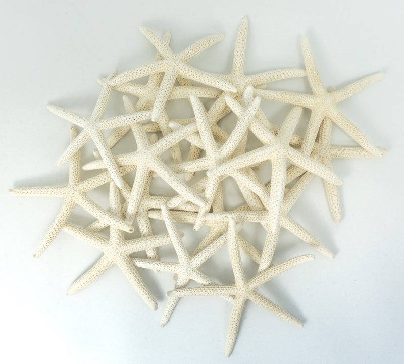 Nautical Crush Trading Starfish Decor  Star Fish for Craft  18pk Real 34 White Sea Stars  Beach Wedding Decor  Coastal Party Decorations  Seashell Dcor 