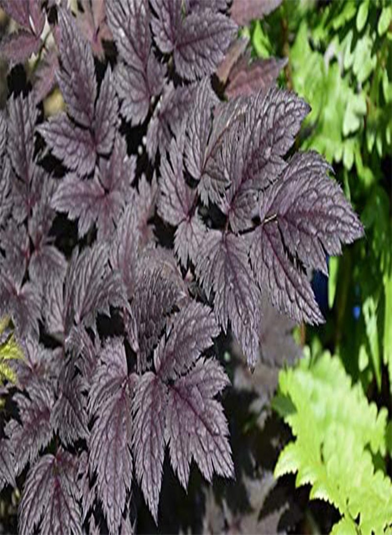 جي جوت 25 قطعة من بذور زهرة CIMICIFUGA - Image 2