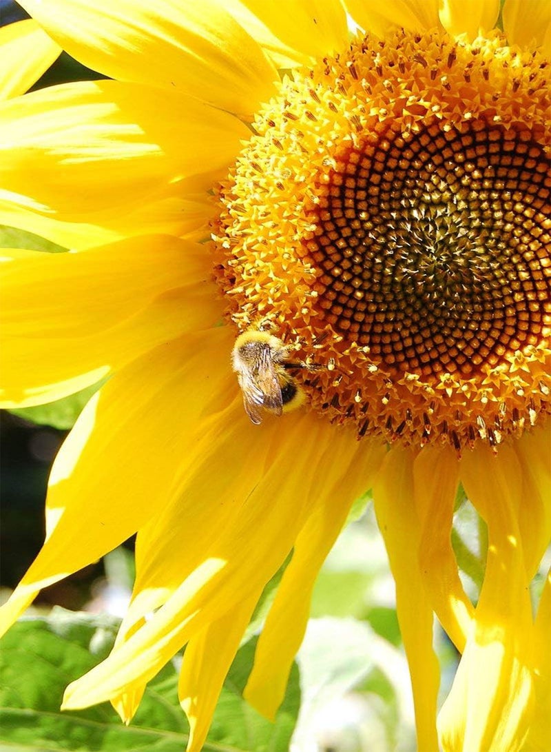 جي جوت 6 أنواع من بذور الزهور البرية المختلطة للنحل والفراشات للزراعة في الهواء الطلق - Image 5