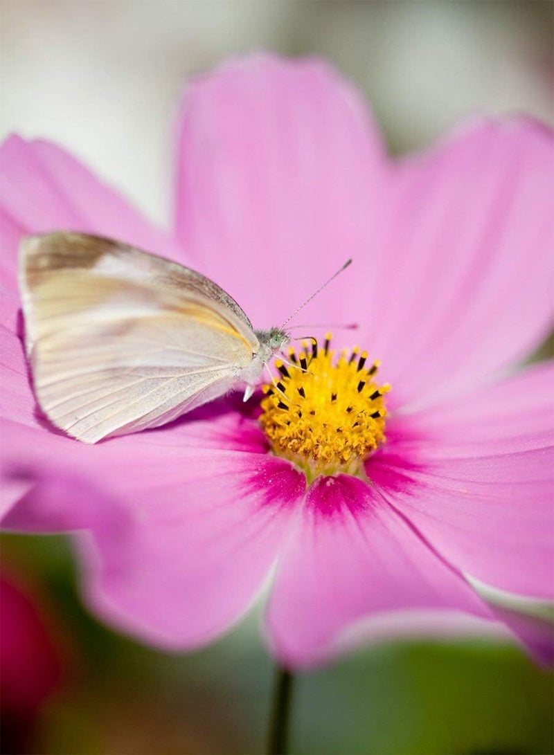 جي جوت 6 أنواع من بذور الزهور البرية المختلطة للنحل والفراشات للزراعة في الهواء الطلق - Image 4