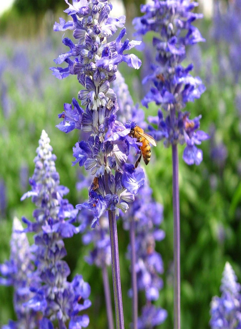 جي جوت 6 أنواع من بذور الزهور البرية المختلطة للنحل والفراشات للزراعة في الهواء الطلق - Image 3