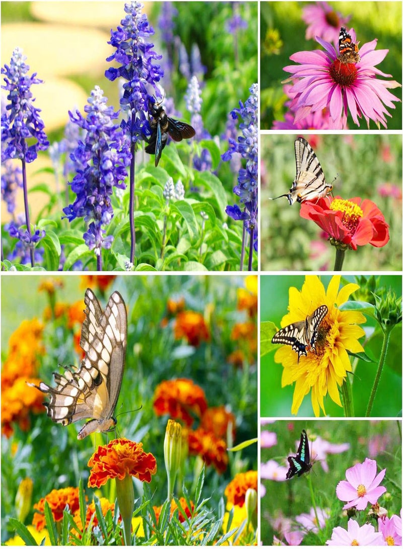 جي جوت 6 أنواع من بذور الزهور البرية المختلطة للنحل والفراشات للزراعة في الهواء الطلق - Image 1