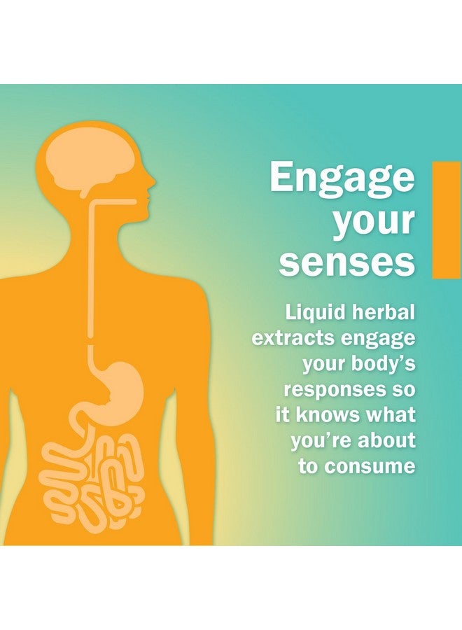 Herb Pharm Eleuthero Root Liquid Glycerite for Energy and Stamina, Alcohol-Free Glycerite, 1 Fl Oz - Image 3