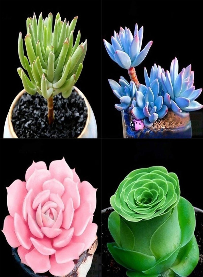 GGOOT 100Pcs/Bag Succulents Seeds, Mini Multi-use Temperature Sensitive Easy Cultivating Plant for Desktop B - Image 3