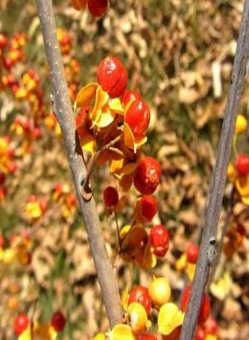 GGOOT 1 Bag Plant Seeds, Productive Small High Yield Celastrus Orbiculatus Thunb Seeds for Garden Seed - Image 3