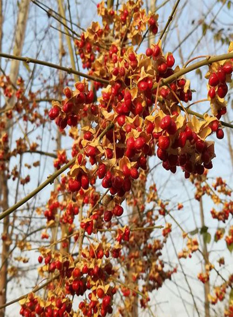 GGOOT 1 Bag Plant Seeds, Productive Small High Yield Celastrus Orbiculatus Thunb Seeds for Garden Seed - Image 5