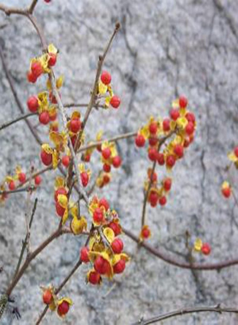 GGOOT 1 Bag Plant Seeds, Productive Small High Yield Celastrus Orbiculatus Thunb Seeds for Garden Seed - Image 4