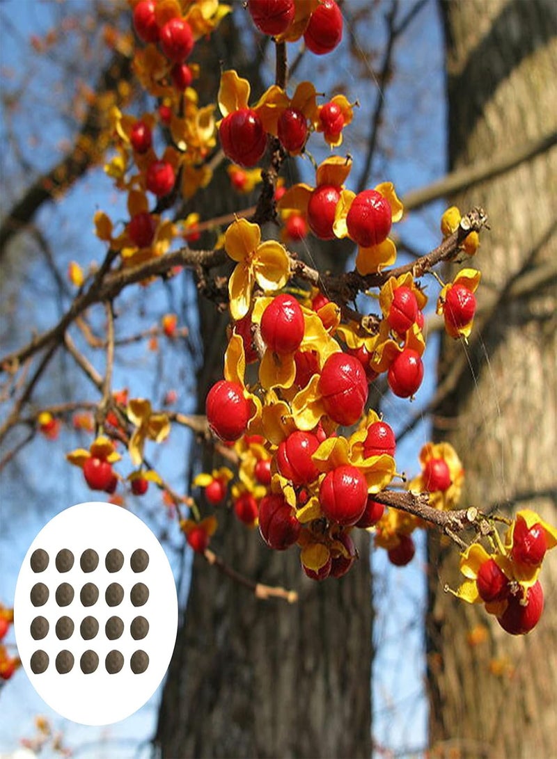 GGOOT 1 Bag Plant Seeds, Productive Small High Yield Celastrus Orbiculatus Thunb Seeds for Garden Seed - Image 1