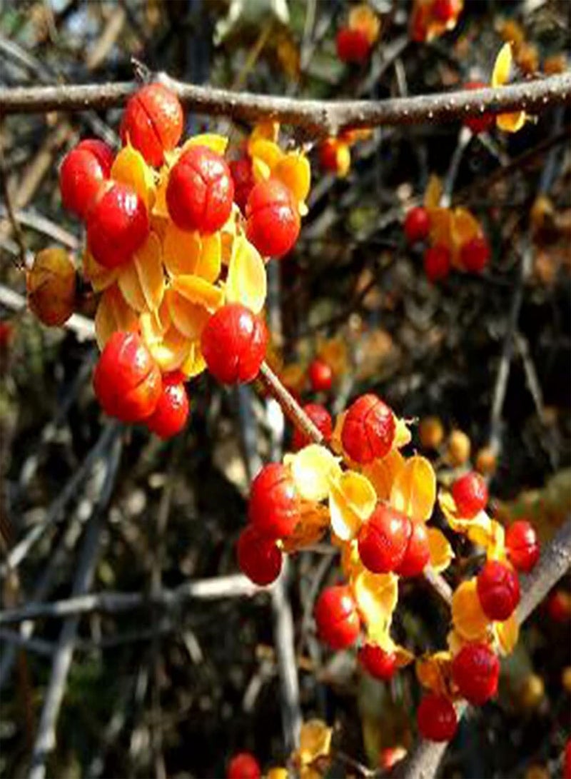 GGOOT 1 Bag Plant Seeds, Productive Small High Yield Celastrus Orbiculatus Thunb Seeds for Garden Seed - Image 2