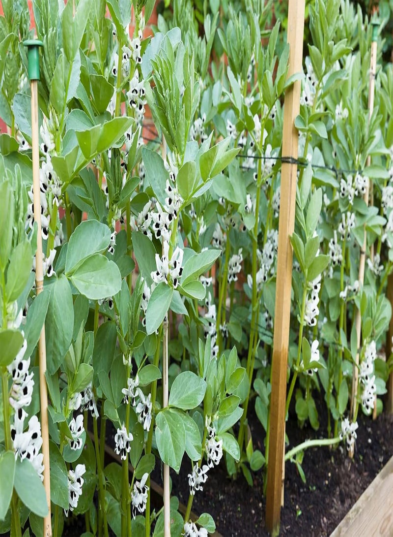 جي جوت - فول عريض، غرانو فيوليتو - 20 بذرة خضروات - صنف مبكر النضج - Image 2