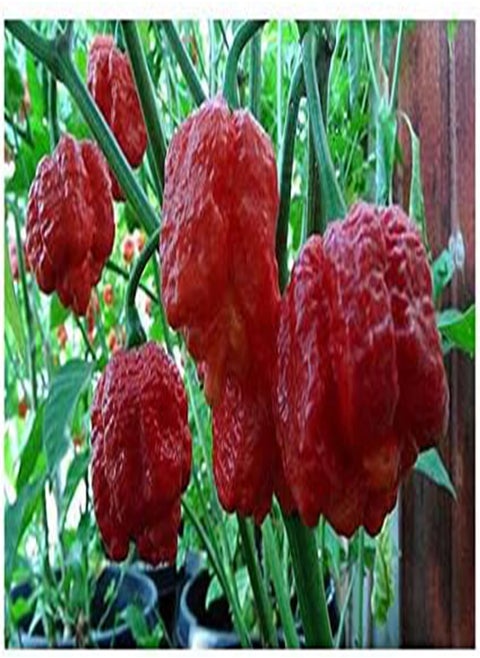 Idroponica Semi di Peperoncino Trinidad Scorpion Moruga Red