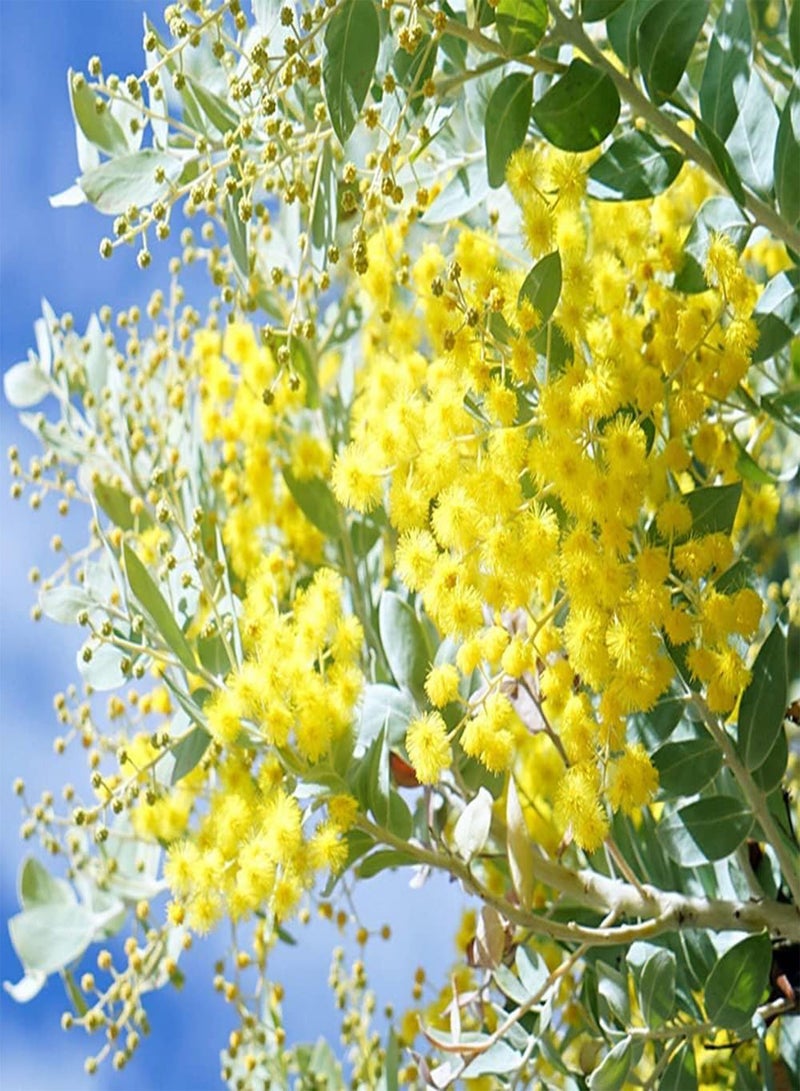 جي جوت 100 قطعة من بذور ألبيزيا الصفراء الفريدة والجذابة، عملية بسيطة، سهلة الزراعة، مزروعة في الهواء الطلق لتكوين منظر طبيعي فريد للحديقة - Image 1