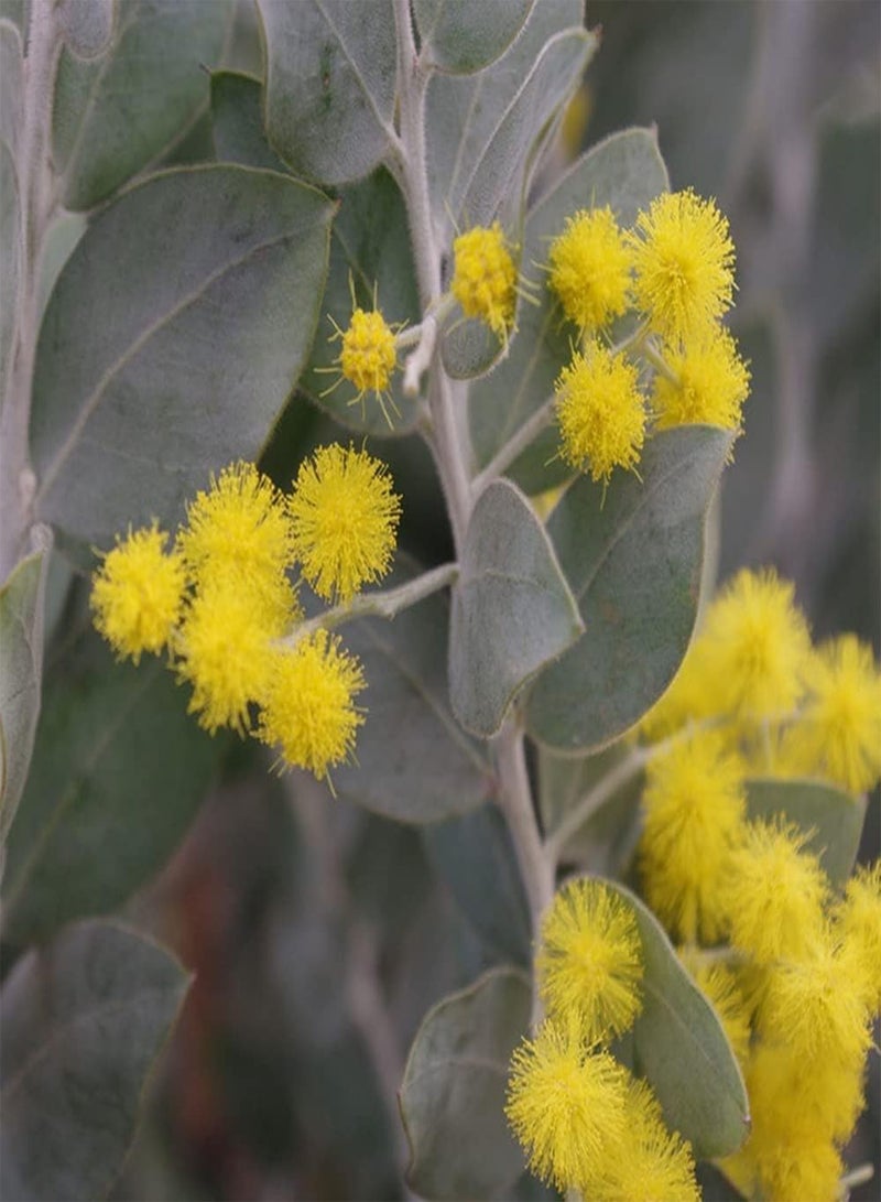 جي جوت 100 قطعة من بذور ألبيزيا الصفراء الفريدة والجذابة، عملية بسيطة، سهلة الزراعة، مزروعة في الهواء الطلق لتكوين منظر طبيعي فريد للحديقة - Image 2