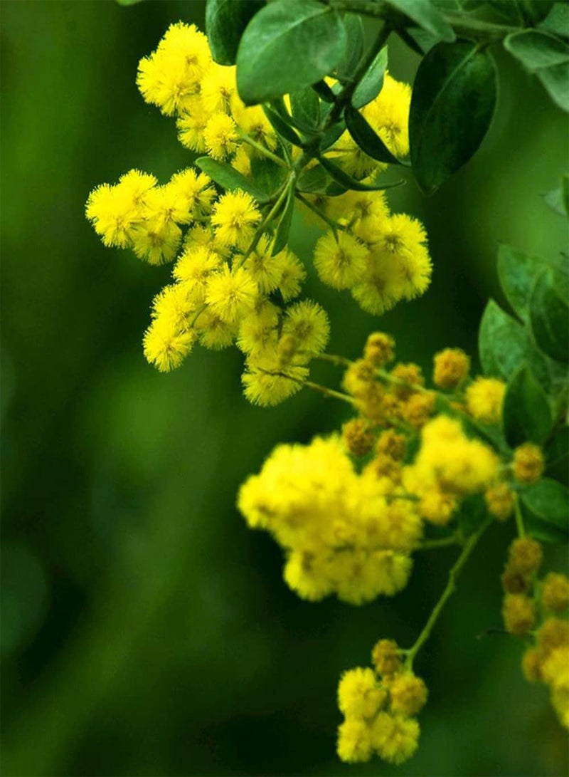 جي جوت 100 قطعة من بذور ألبيزيا الصفراء الفريدة والجذابة، عملية بسيطة، سهلة الزراعة، مزروعة في الهواء الطلق لتكوين منظر طبيعي فريد للحديقة - Image 3