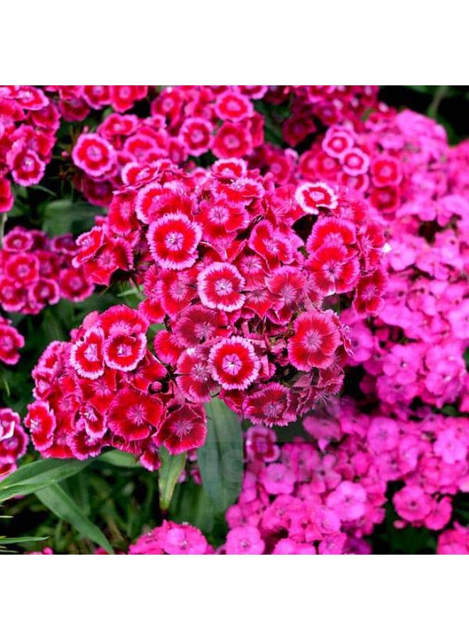 Dianthus Barbatus Mixed Color Flower Seeds