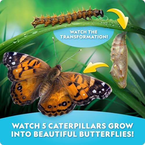Blue Marble National Geographic Ultimate Butterfly Growing Kit – Build a Habitat & Watch Caterpillars Transform, Includes Live Caterpillar Voucher, Cage, Feeder, Glow-in-The-Dark Figures, Hands-On Activities - Image 3