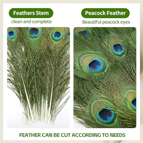 iHUFeather 10PCS Real Natural Peacock Eye Feathers 10-12 inch for DIY Craft Floral Arrangements,Wedding,Home and Party Decorations Feathers,Natural - Image 3