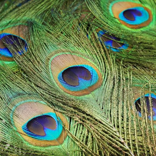 iHUFeather 10PCS Real Natural Peacock Eye Feathers 10-12 inch for DIY Craft Floral Arrangements,Wedding,Home and Party Decorations Feathers,Natural - Image 4
