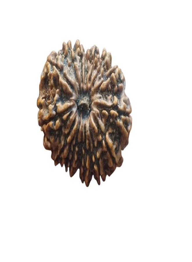 14 موخي رودراكشا أصلي نيبالي معتمد 14 मुकी रुप्राक्ष शिव हनुमान बाबा आशीर्वाAD 14 وجه أصلي نيبال طبيعي أربعة عشر لورد هانومان 14 خرز موخي رودراكشا نيبالي - Image 1