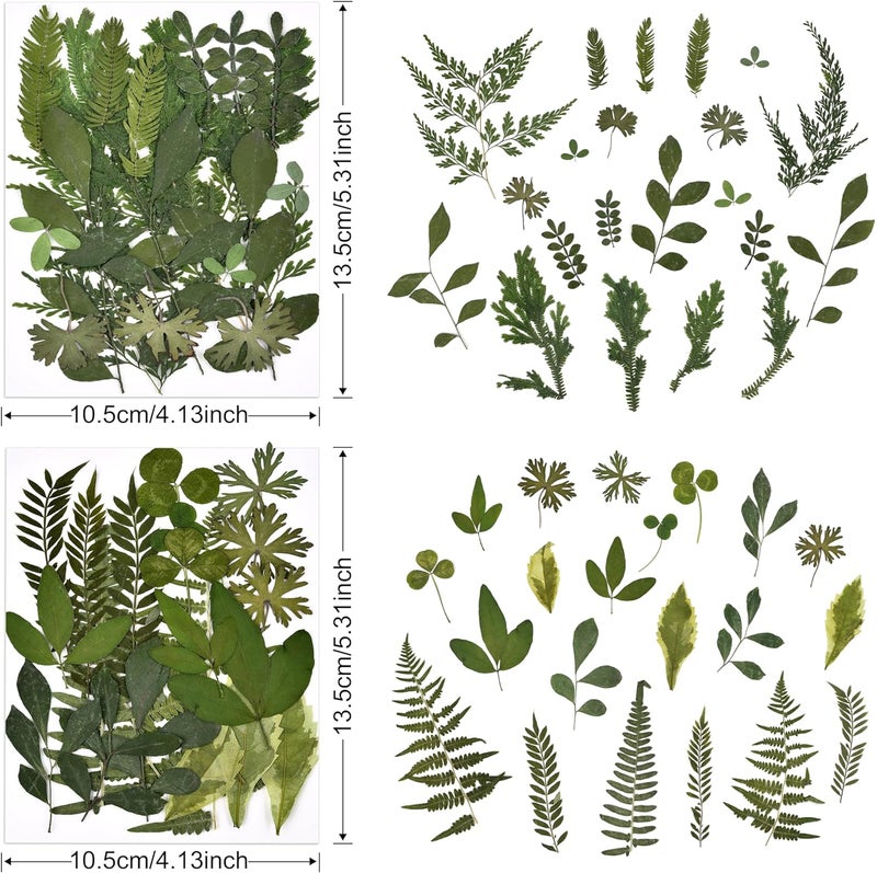 DALARAN 42 PCS Dried Flowers for Craftsl Dried Pressed Leaves Natural Leaves for Pressed Leaf Art Craft DIY ,14 Styles - Image 3