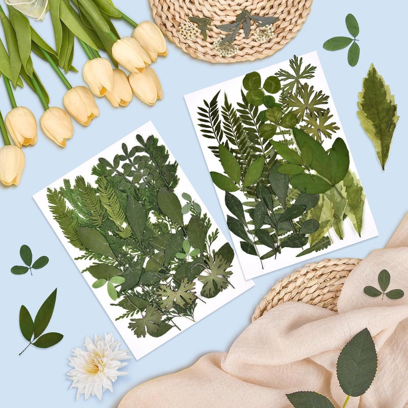 DALARAN 42 PCS Dried Flowers for Craftsl Dried Pressed Leaves Natural Leaves for Pressed Leaf Art Craft DIY ,14 Styles - Image 2